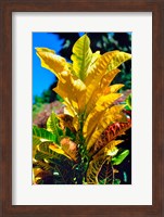 Framed Close-Up of Multi-Colored Leaves, Tahiti, French Polynesia