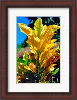 Framed Close-Up of Multi-Colored Leaves, Tahiti, French Polynesia