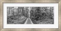Framed Dirt Road Passing through a Forest, Baden-Wurttemberg, Germany