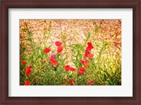 Framed Close-up of Wilting Poppies