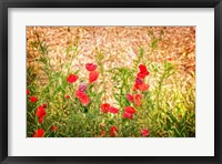 Framed Close-up of Wilting Poppies