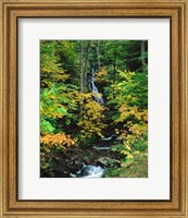 Framed Moss Glen Falls, Granville Reservation State Park, Vermont