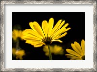 Framed Close-Up of Voltage Yellow African Daisy Flowers, Florida
