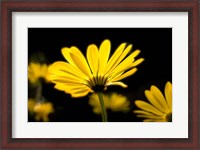 Framed Close-Up of Voltage Yellow African Daisy Flowers, Florida