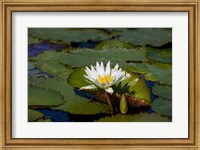 Framed Water Lily in a Pond, Florida