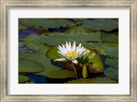 Framed Water Lily in a Pond, Florida