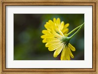 Framed Close-Up of Raindrops on Voltage Yellow African Daisy Flowers, Florida