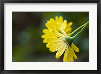 Framed Close-Up of Raindrops on Voltage Yellow African Daisy Flowers, Florida