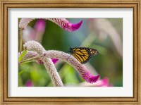 Framed Close-up of Monarch Butterfly Pollinating Flowers, Florida