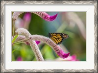 Framed Close-up of Monarch Butterfly Pollinating Flowers, Florida