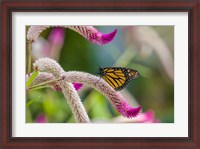 Framed Close-up of Monarch Butterfly Pollinating Flowers, Florida