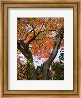 Framed Fall Leaves on V Shaped Tree, Japan