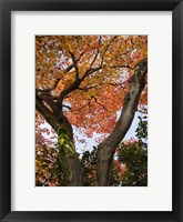 Framed Fall Leaves on V Shaped Tree, Japan