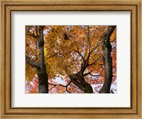 Framed Fall Leaves on Maple Tree, Japan