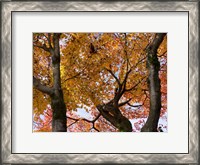 Framed Fall Leaves on Maple Tree, Japan