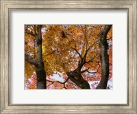 Framed Fall Leaves on Maple Tree, Japan
