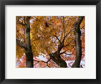 Framed Fall Leaves on Maple Tree, Japan