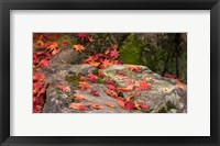 Framed Fallen Autumnal Leaves on Rock