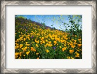 Framed California Poppies and Canterbury Bells in a Field, Diamond Valley Lake, California