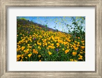 Framed California Poppies and Canterbury Bells in a Field, Diamond Valley Lake, California