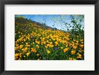 Framed California Poppies and Canterbury Bells in a Field, Diamond Valley Lake, California