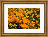 Framed Close-Up of Poppies in a field, Diamond Valley Lake, California