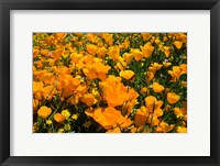 Framed Close-Up of Poppies in a field, Diamond Valley Lake, California