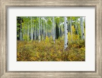Framed Aspen Trees in Maroon Creek Valley, Aspen, Colorado