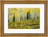 Framed Forest, Maroon Bells, Aspen, Colorado