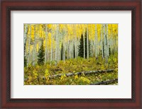 Framed Forest, Maroon Bells, Aspen, Colorado