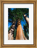 Framed Giant Sequoia Trees in Sequoia National Park, California