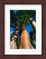 Framed Giant Sequoia Trees in Sequoia National Park, California