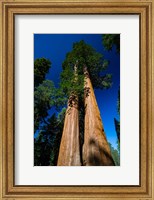 Framed Giant Sequoia Tree in a Forest, Sequoia National Park, California