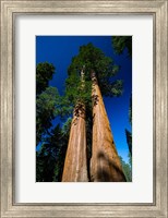 Framed Giant Sequoia Tree in a Forest, Sequoia National Park, California