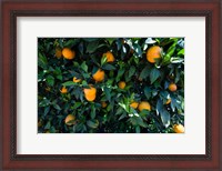 Framed Oranges Growing on a Tree, California