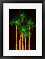 Framed Illuminated Palm Trees at Dana Point Harbor, California