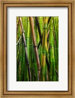 Framed Bamboo Trees, Maui, Hawaii