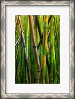 Framed Bamboo Trees, Maui, Hawaii