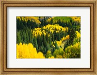Framed Elevated View of Aspen trees, Maroon Creek Valley, Aspen, Colorado