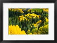 Framed Elevated View of Aspen trees, Maroon Creek Valley, Aspen, Colorado