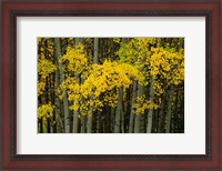 Framed Autumn Trees in Maroon Creek Valley, Aspen, Colorado