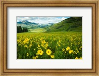Framed Wildflowers in a Field, Crested Butte, Colorado
