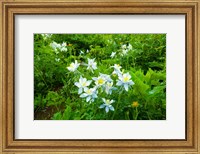 Framed White Flowers in a field, Crested Butte, Colorado