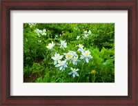 Framed White Flowers in a field, Crested Butte, Colorado