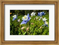 Framed Close-Up of Wildflowers, Crested Butte, Colorado