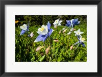 Framed Close-Up of Wildflowers, Crested Butte, Colorado