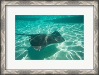 Framed Stingray in the Pacific Ocean, Moorea, Tahiti, French Polynesia