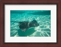 Framed Stingray in the Pacific Ocean, Moorea, Tahiti, French Polynesia