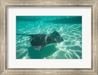 Framed Stingray in the Pacific Ocean, Moorea, Tahiti, French Polynesia