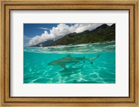 Framed Sharks in the Pacific Ocean, Moorea, Tahiti, French Polynesia